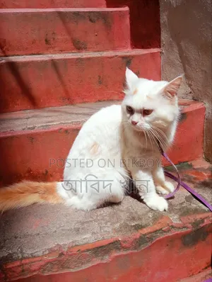 6-12 Months Male Purebred Persian