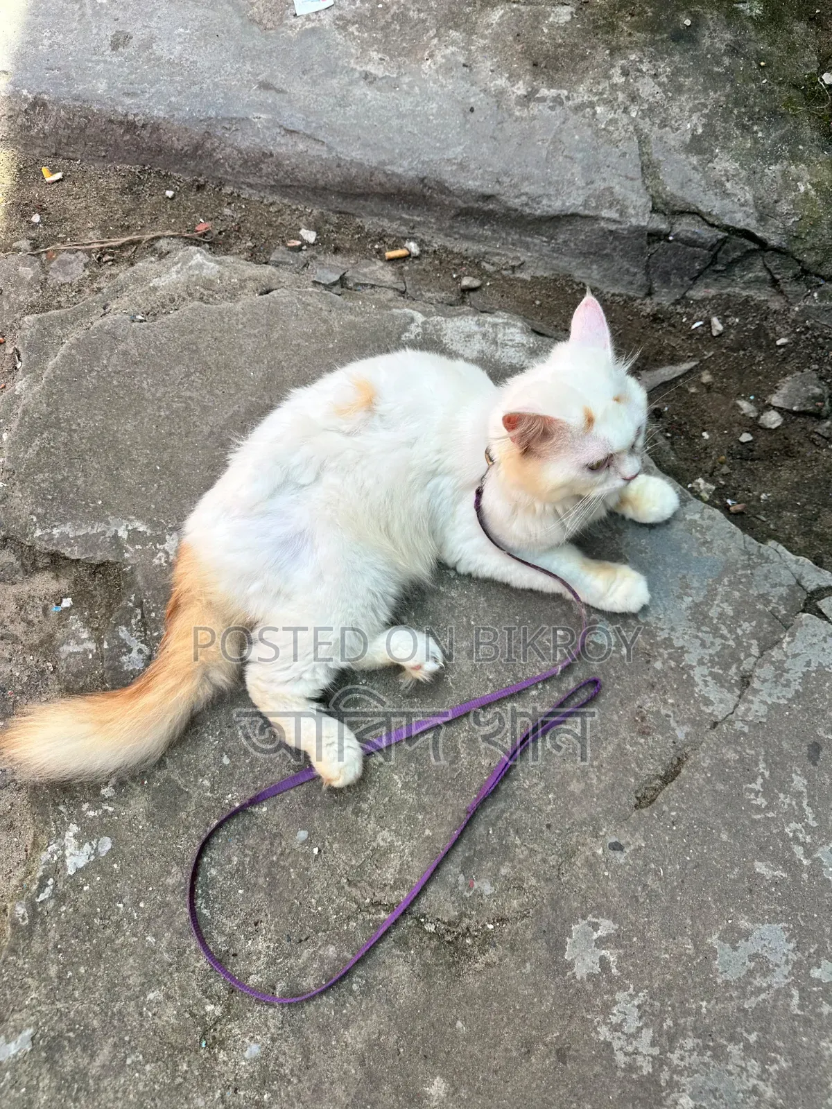 6-12 Months Male Purebred Persian