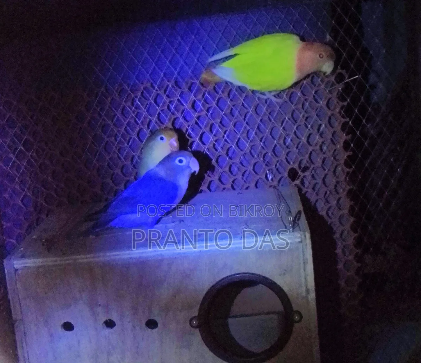 Love bird sell