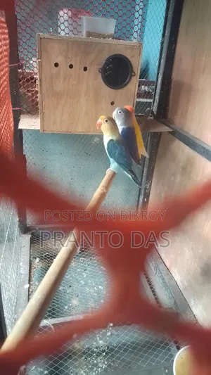 Love bird sell