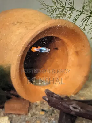 Koi Toxido Guppy (Pair)