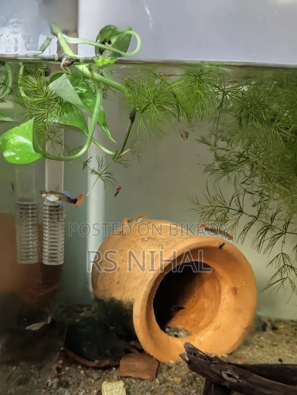 Koi Toxido Guppy (Pair)