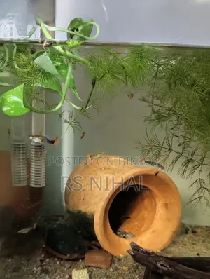 Koi Toxido Guppy (Pair)