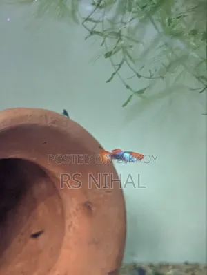 Koi Toxido Guppy (Pair)