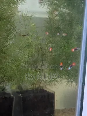Koi Toxido Guppy (Pair)