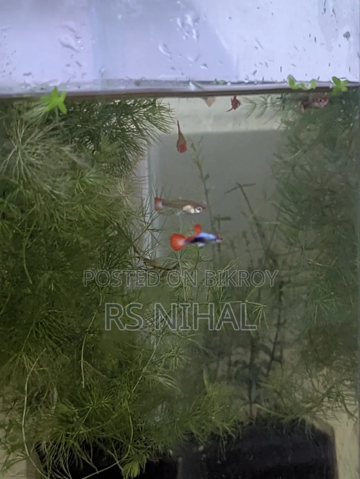 Koi Toxido Guppy (Pair)