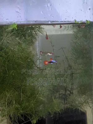 Koi Toxido Guppy (Pair)