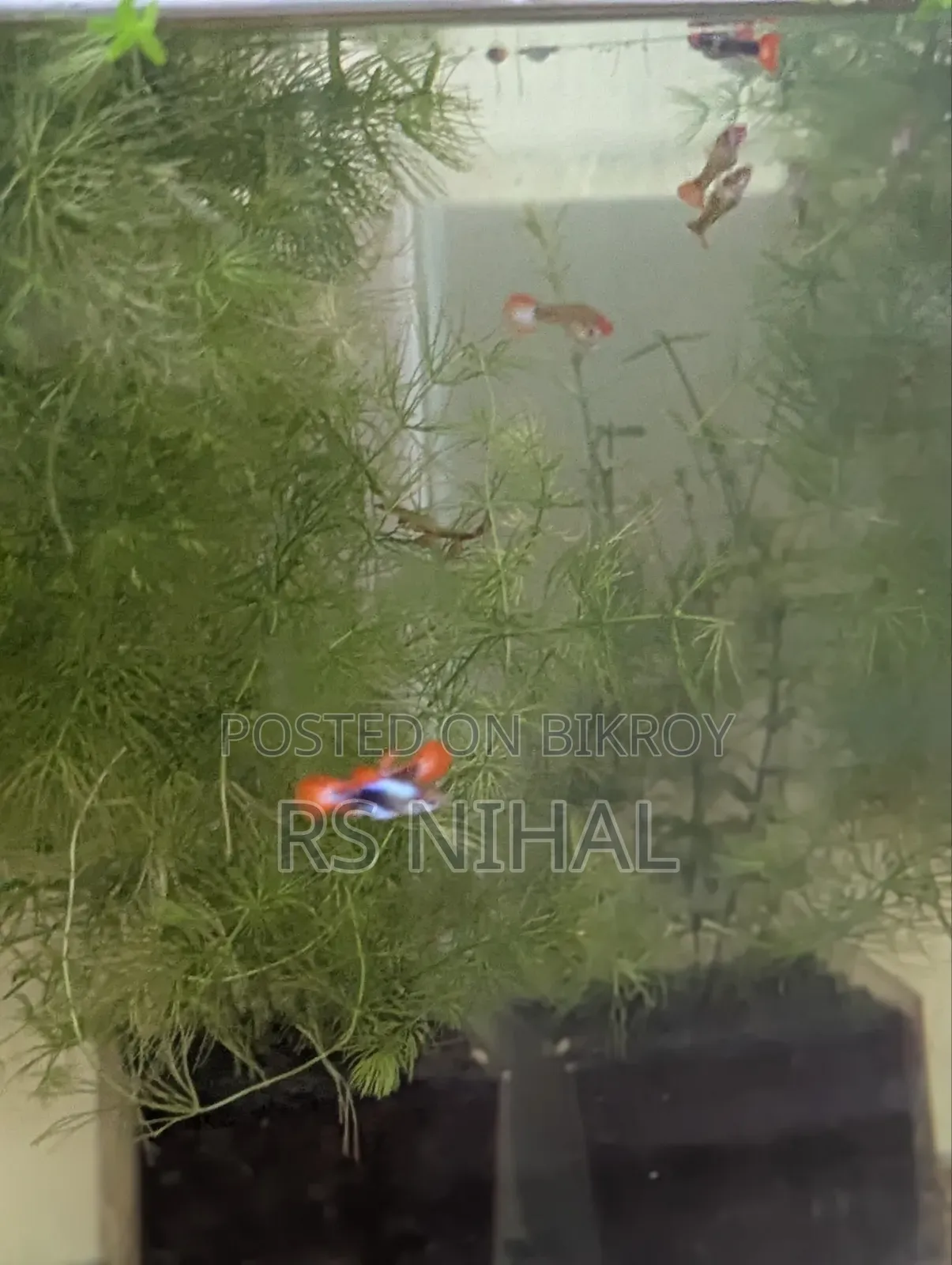 Koi Toxido Guppy (Pair)