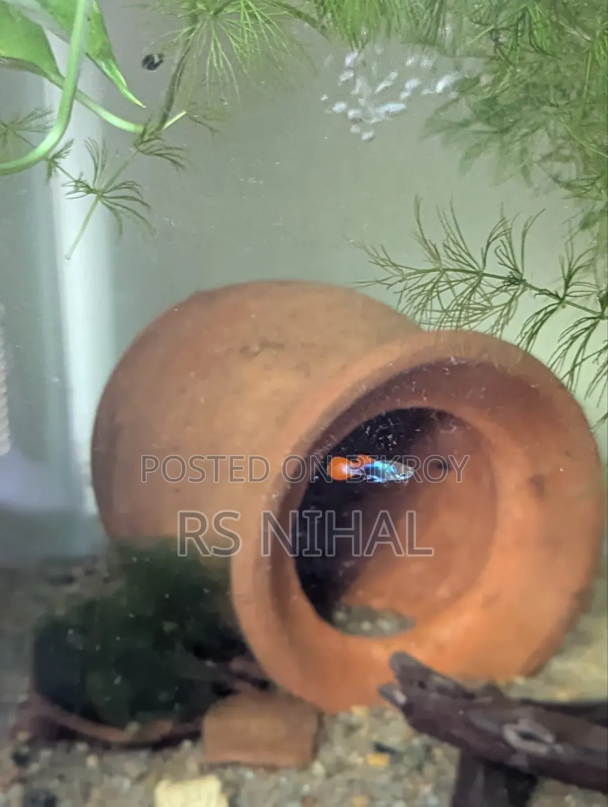 Koi Toxido Guppy (Pair)