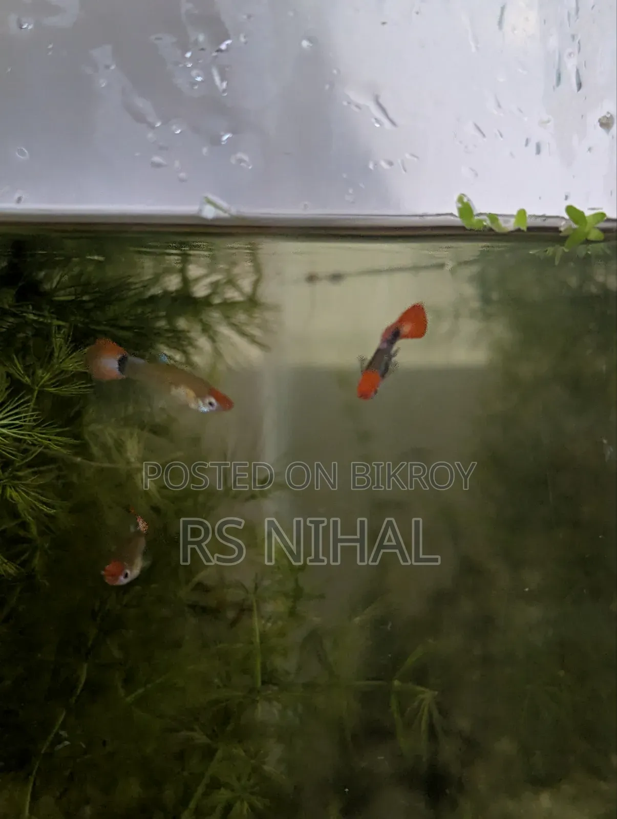 Koi Toxido Guppy (Pair)