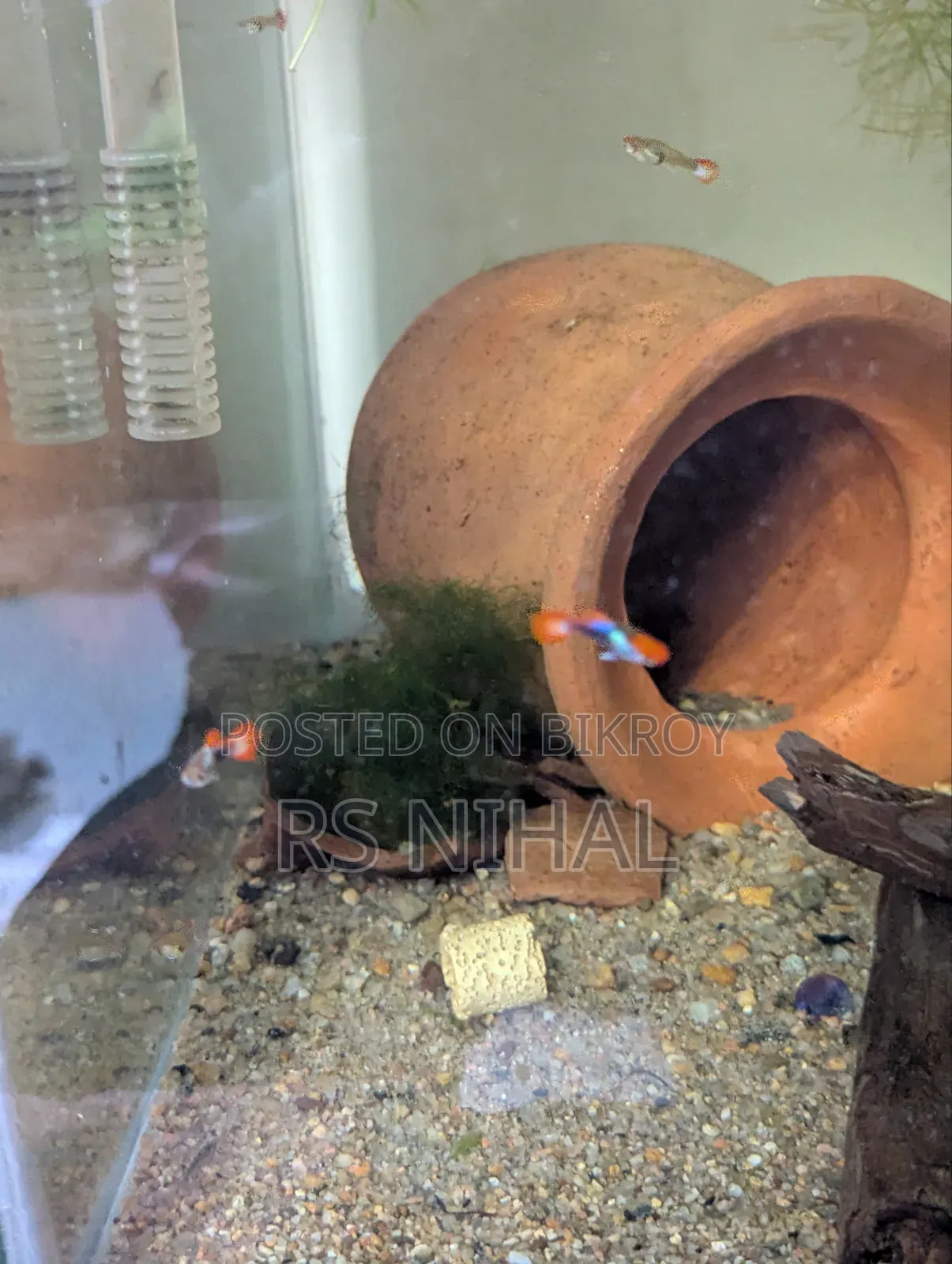 Koi Toxido Guppy (Pair)