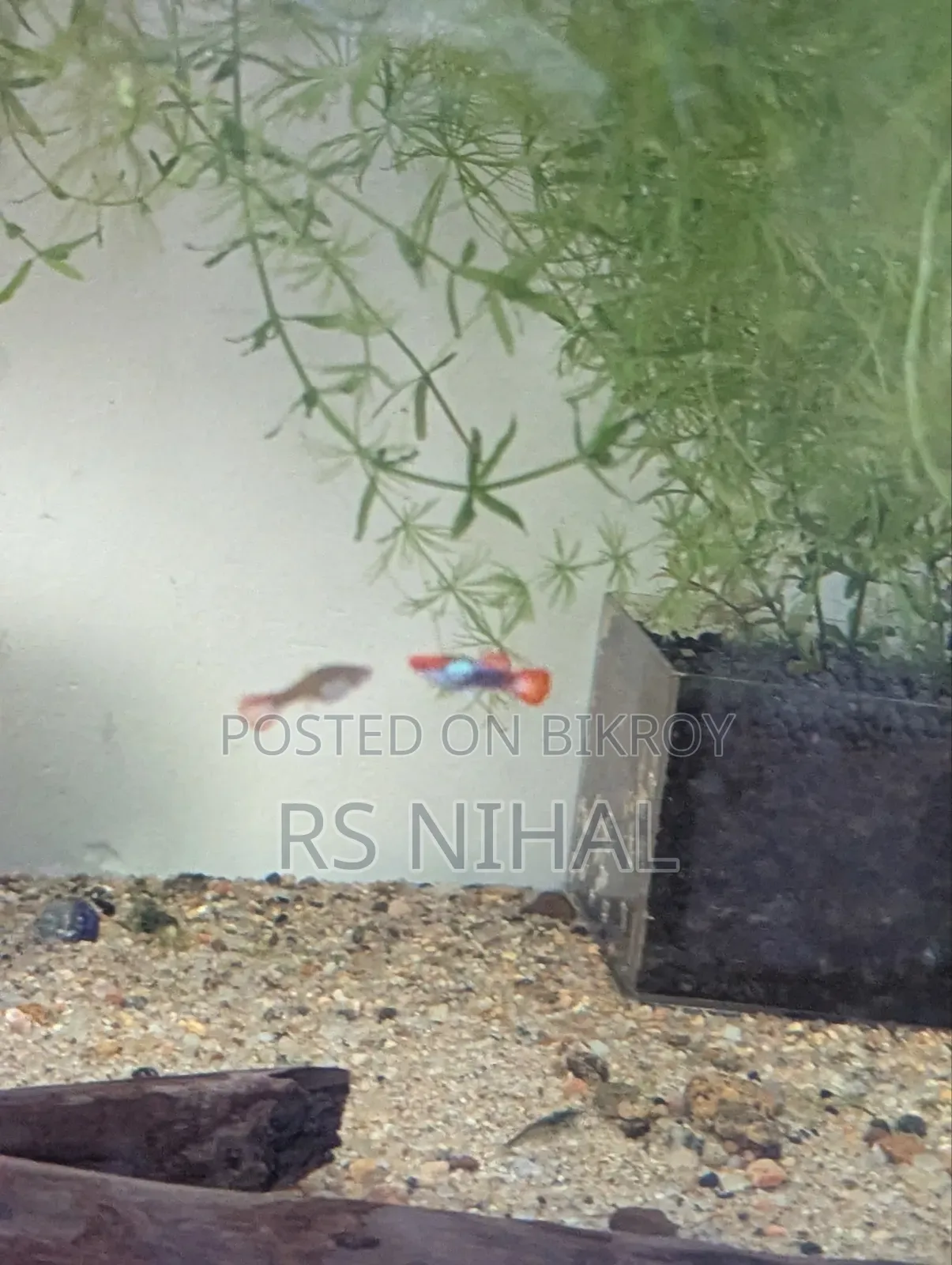 Koi Toxido Guppy (Pair)