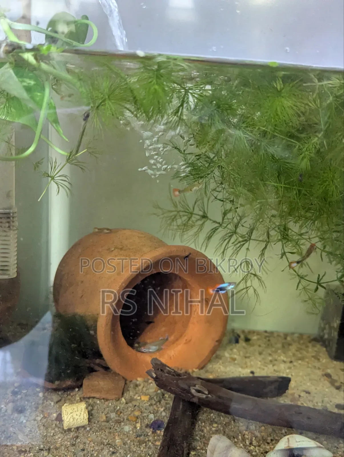 Koi Toxido Guppy (Pair)