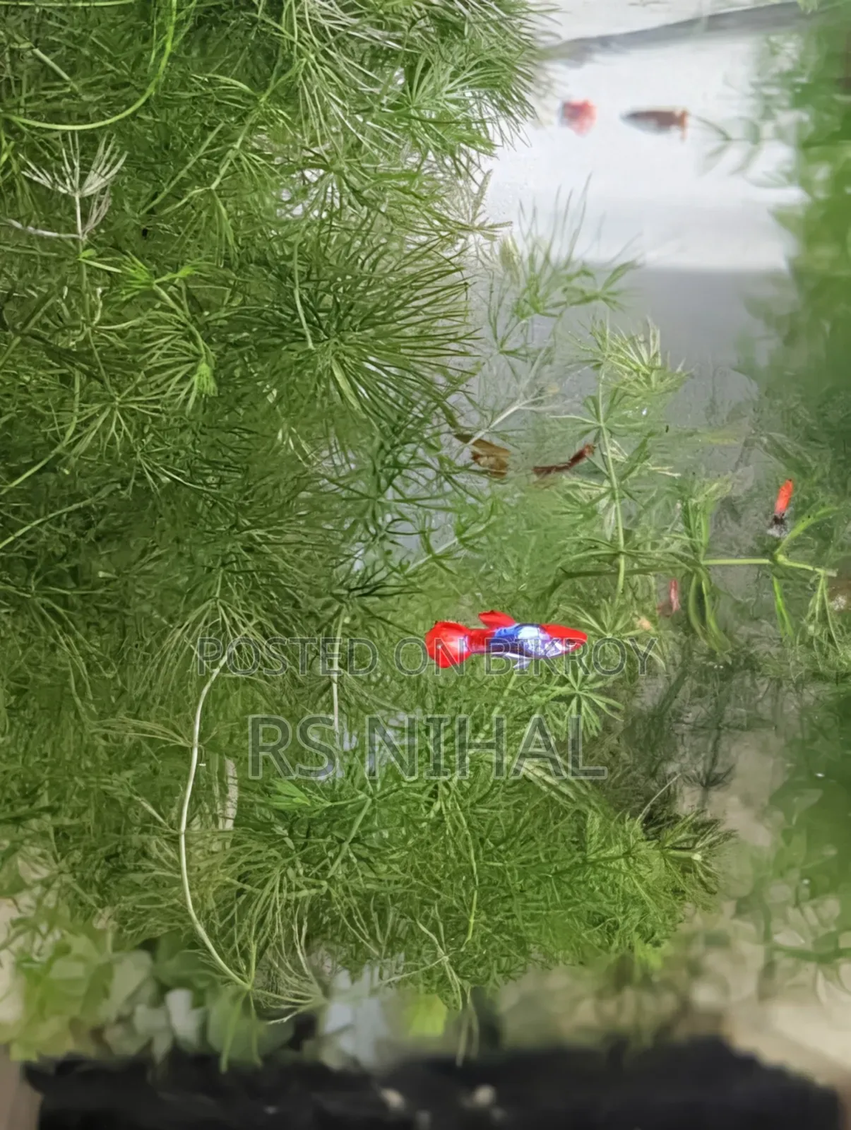 Koi Toxido Guppy (Pair)
