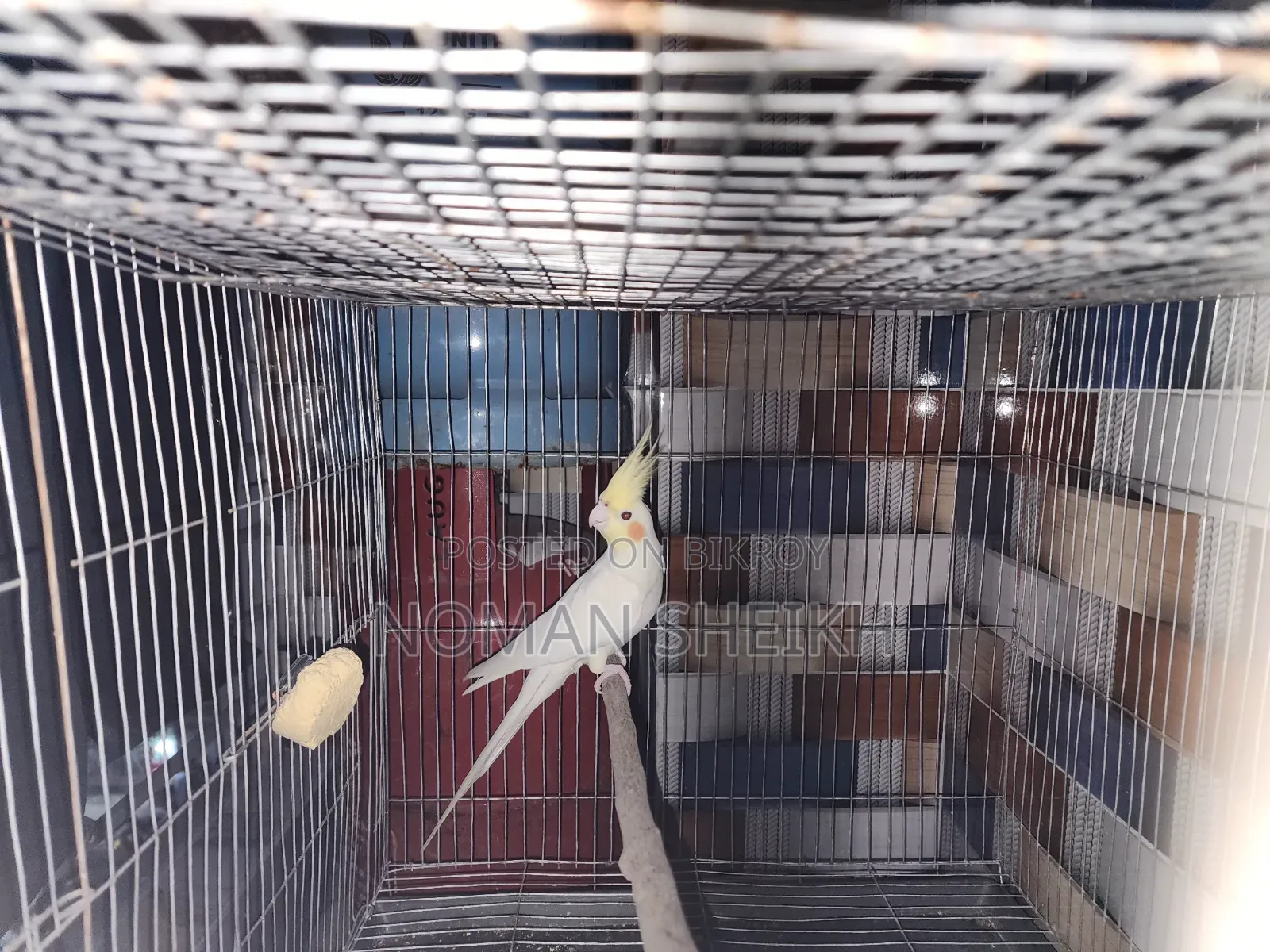 ককাটেল পাখি মেল ফিমেল কনফার্ম