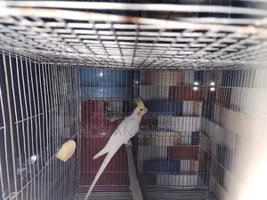 ককাটেল পাখি মেল ফিমেল কনফার্ম