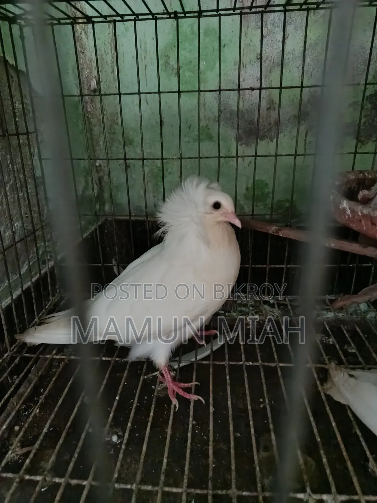 বোম্বাই কবুতর