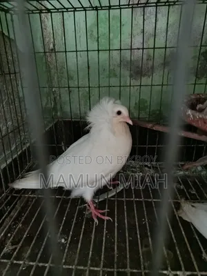 বোম্বাই কবুতর