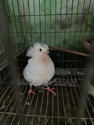 বোম্বাই কবুতর
