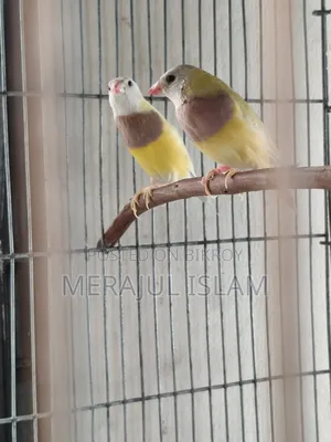 Gouldian Running Pair