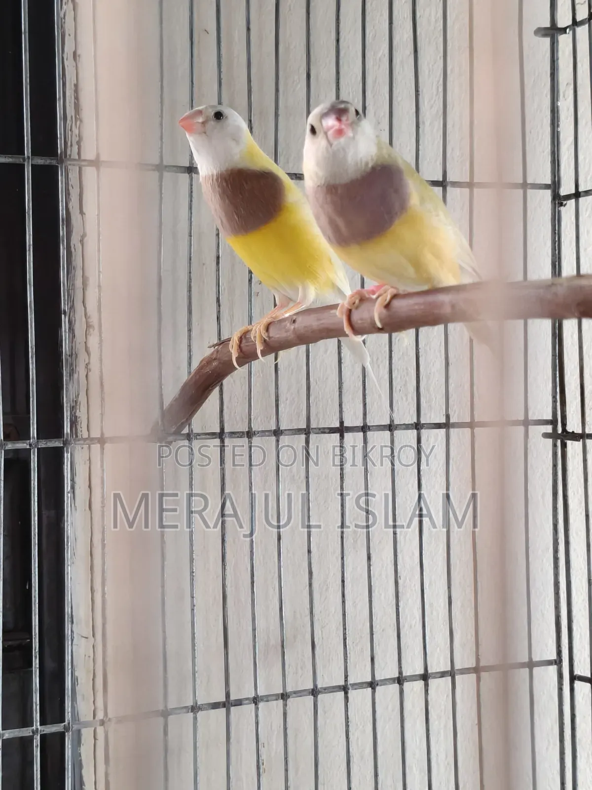 Gouldian Running Pair