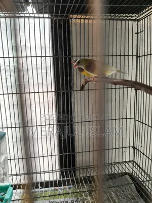 Gouldian Running Pair