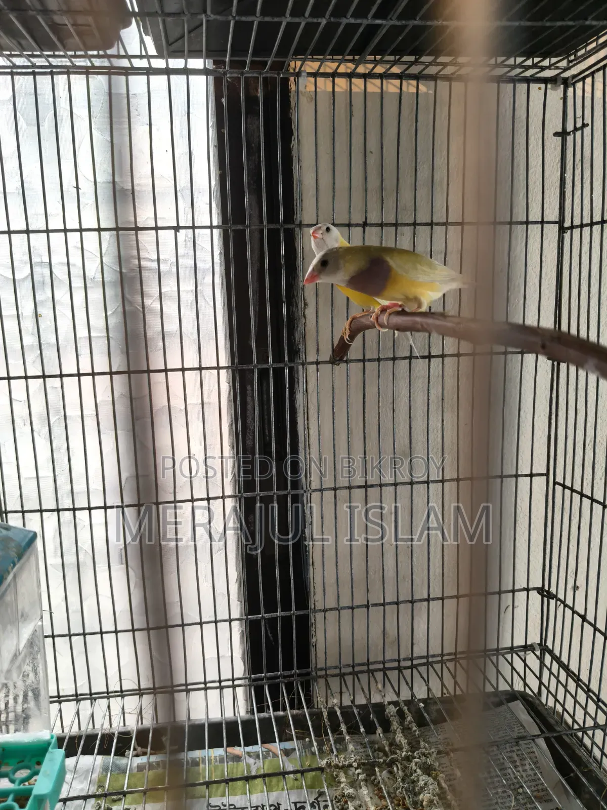Gouldian Running Pair