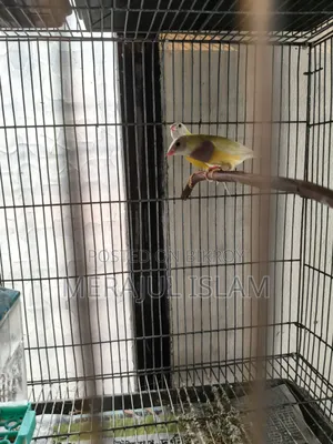 Gouldian Running Pair