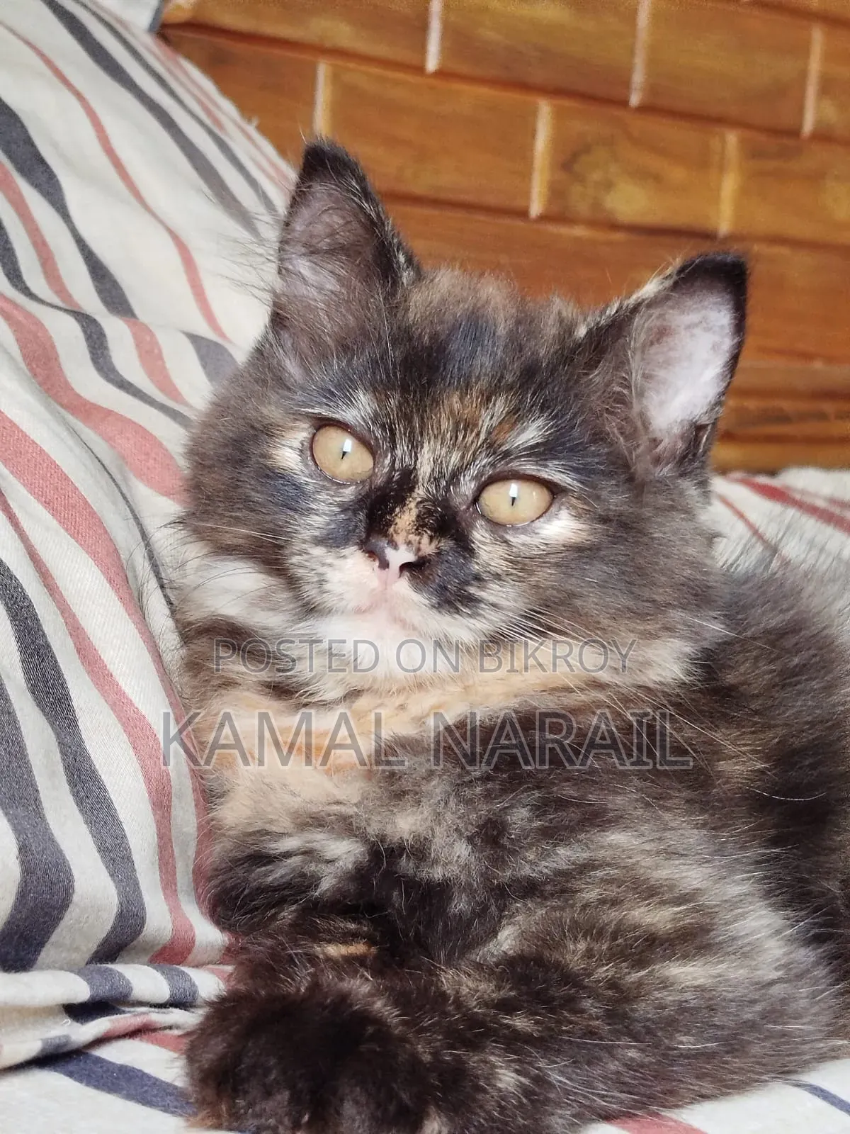 1-3 Months Male Purebred Persian