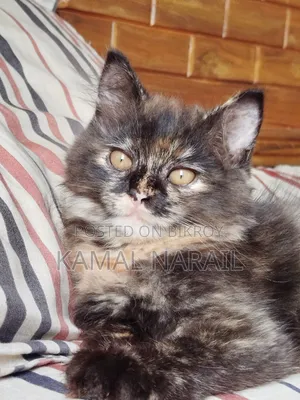 1-3 Months Male Purebred Persian