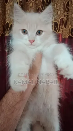 1-3 Months Male Purebred Persian
