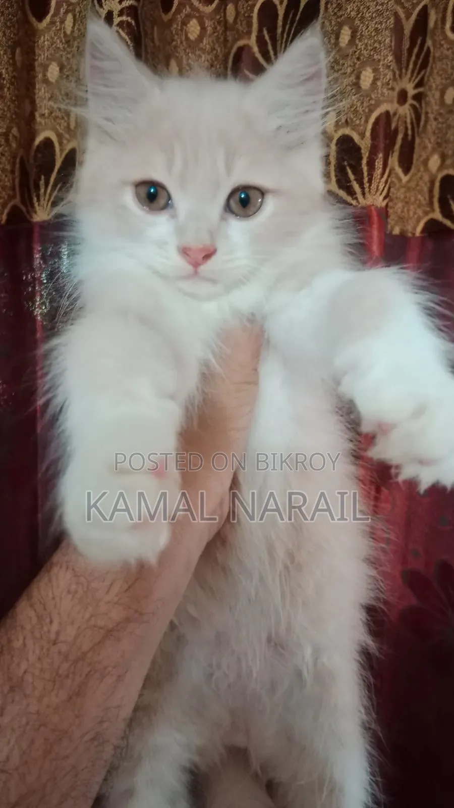 1-3 Months Male Purebred Persian