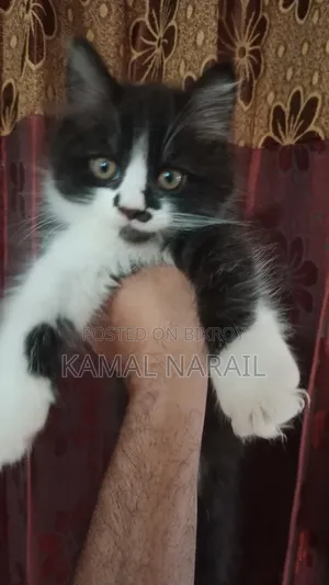 1-3 Months Male Purebred Persian