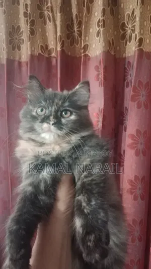 1-3 Months Male Purebred Persian