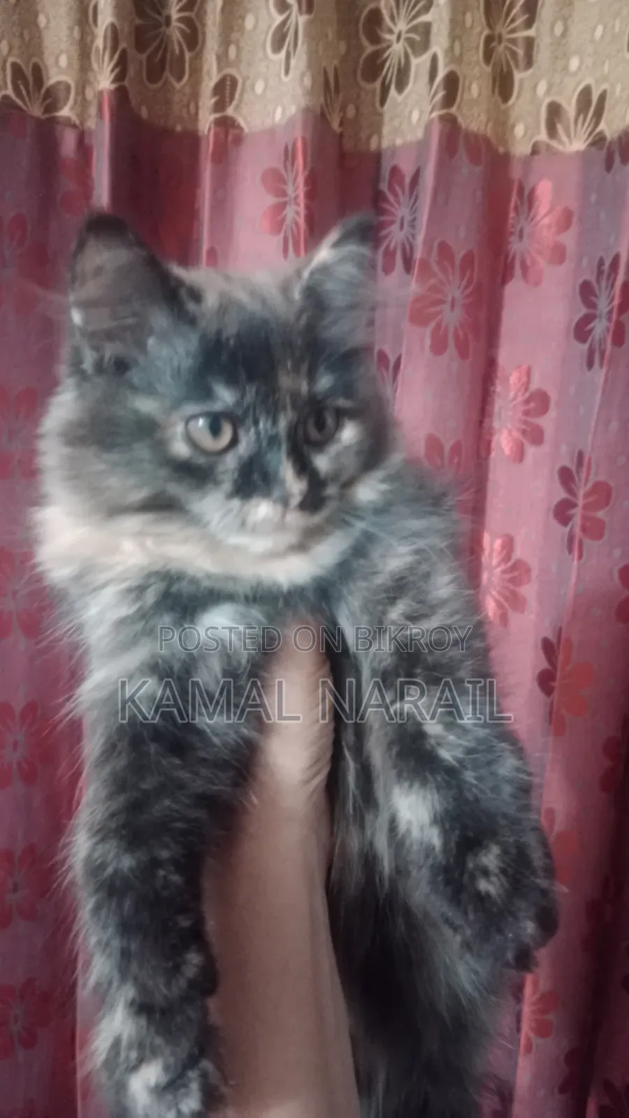 1-3 Months Male Purebred Persian