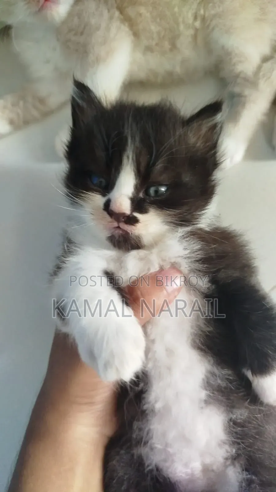 1-3 Months Male Purebred Persian