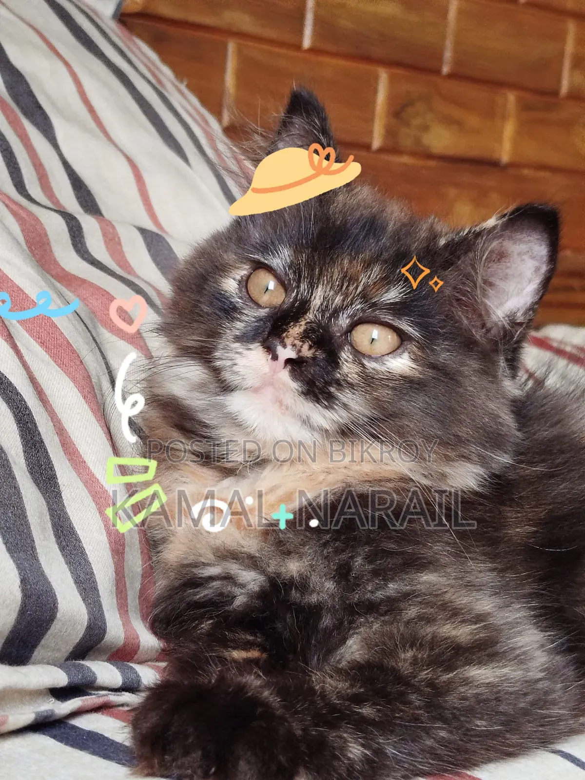1-3 Months Male Purebred Persian