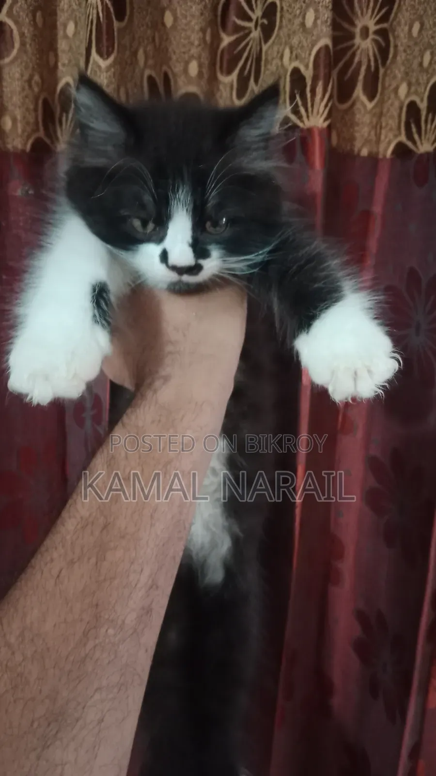 1-3 Months Male Purebred Persian
