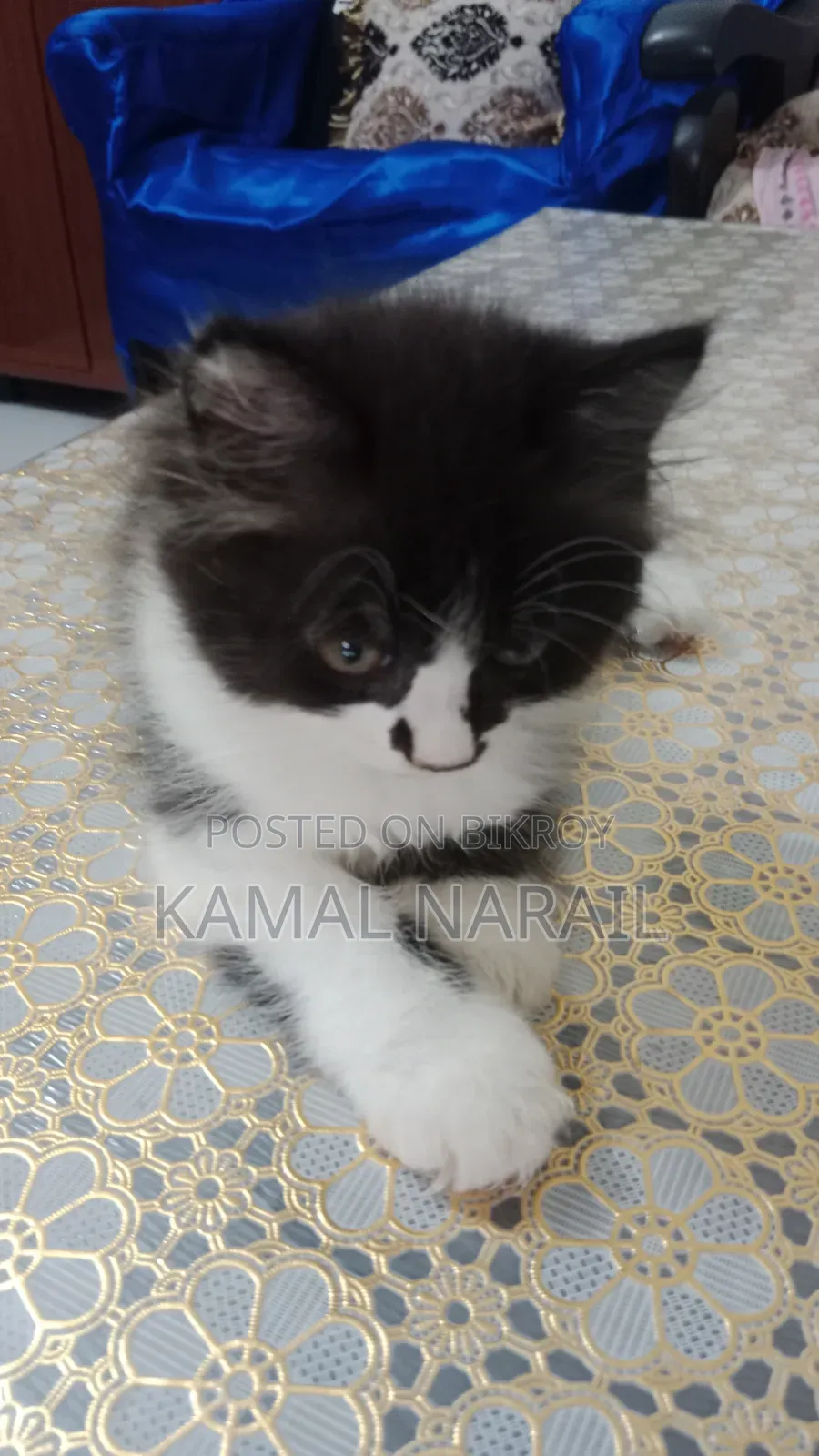 1-3 Months Male Purebred Persian
