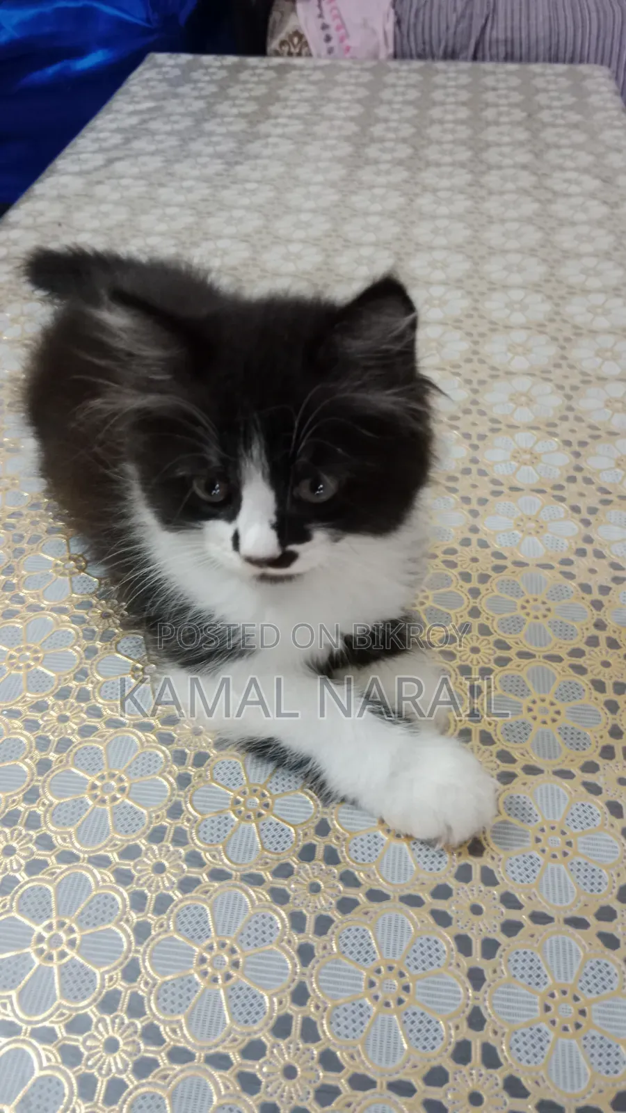 1-3 Months Male Purebred Persian