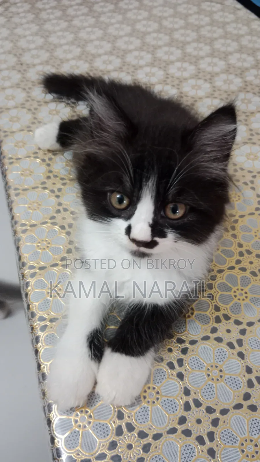 1-3 Months Male Purebred Persian
