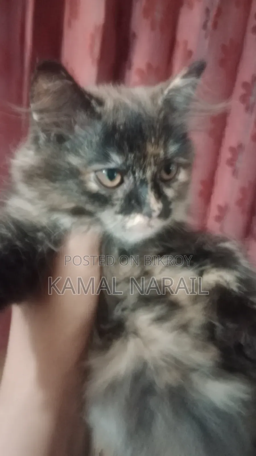 1-3 Months Male Purebred Persian