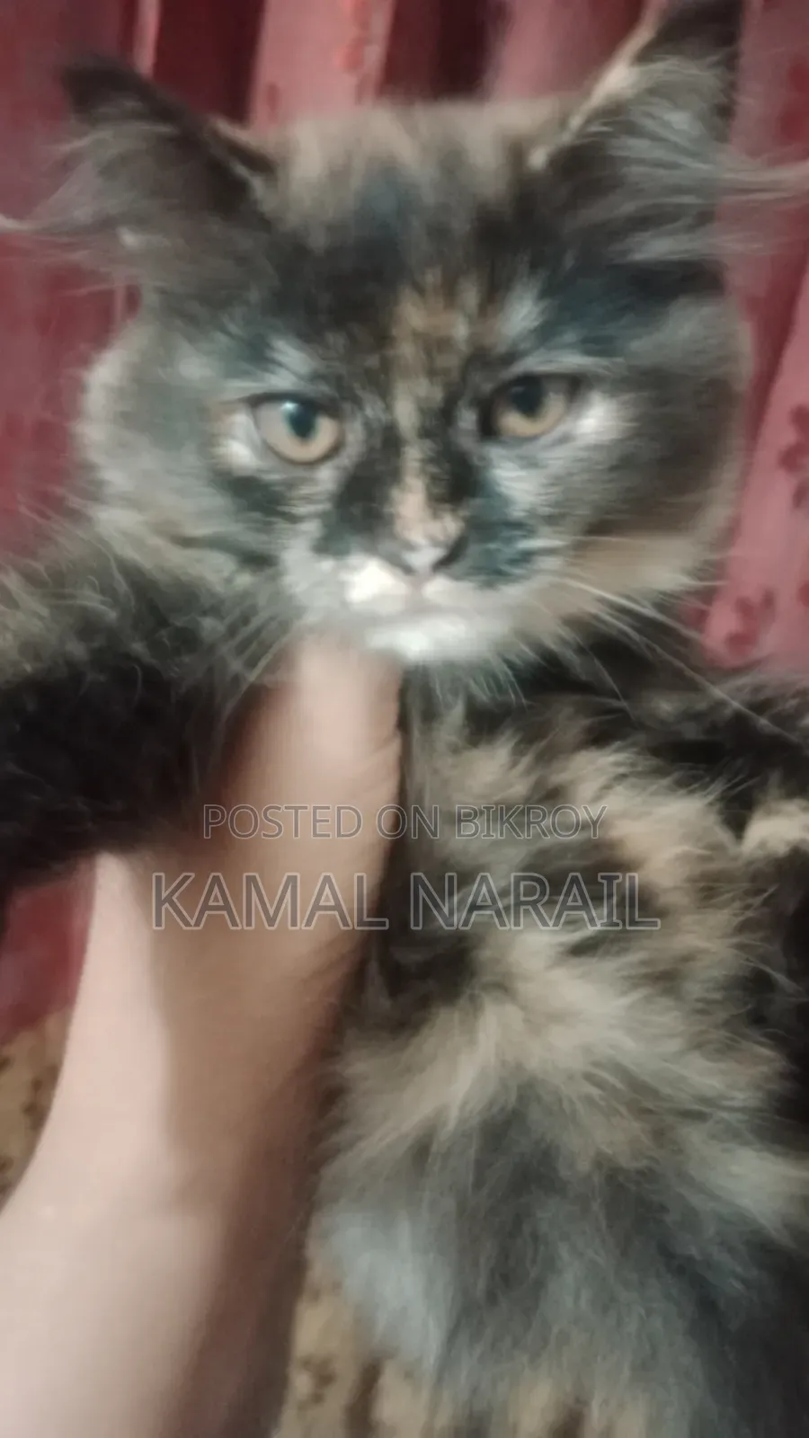 1-3 Months Male Purebred Persian