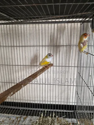 Running Gouldian