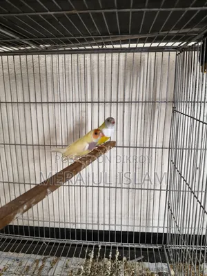 Running Gouldian