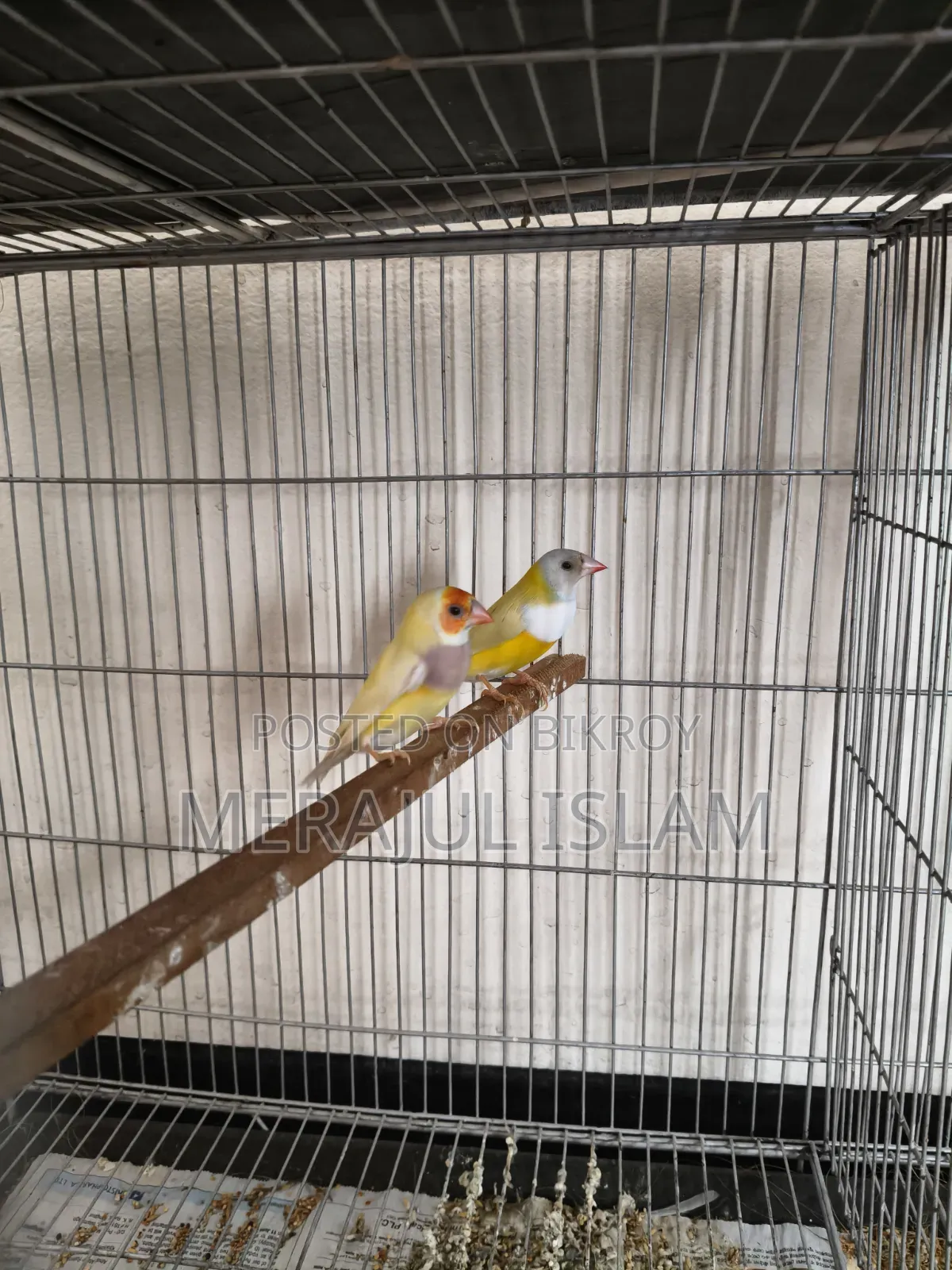 Running Gouldian