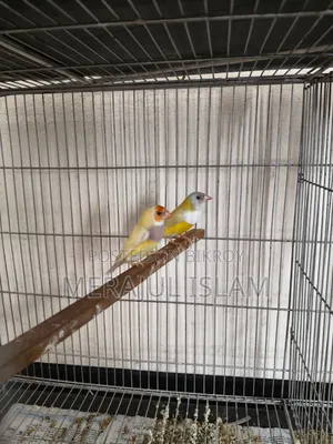 Running Gouldian