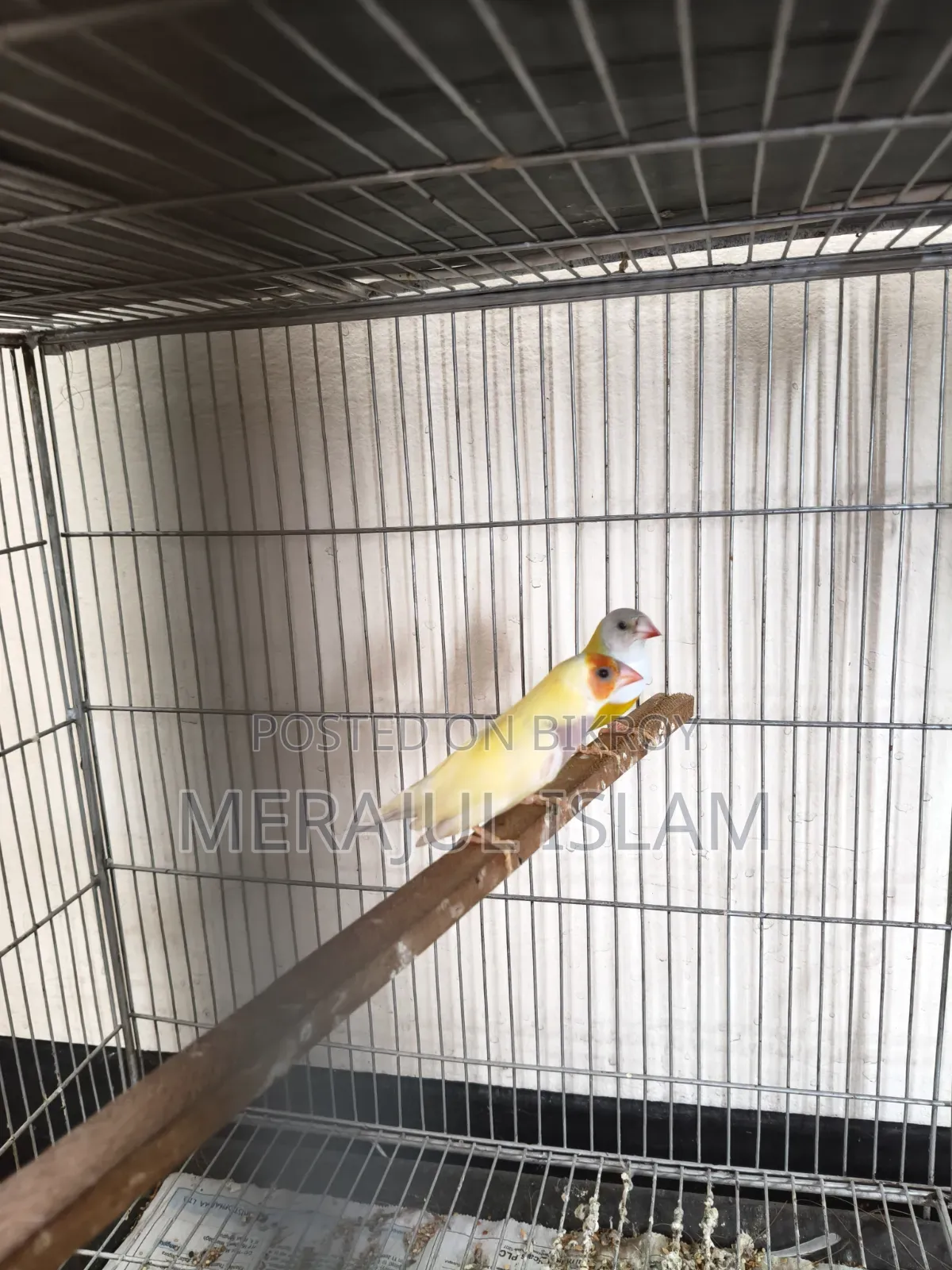 Running Gouldian