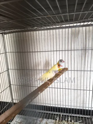 Running Gouldian