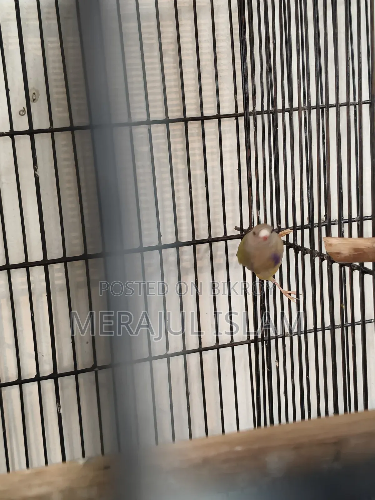 Gouldian Grey Head Male Baby